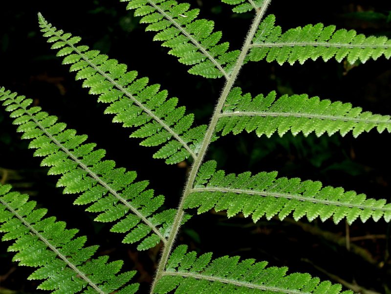 Microlepia trichocarpa, photographed by Jacy Chen