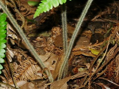 Microlepia trichocarpa, photographed by Jacy Chen