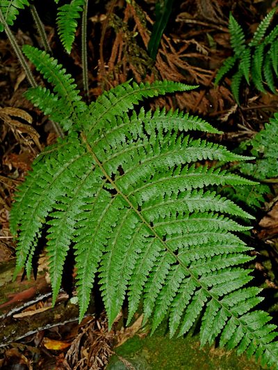 Microlepia trichocarpa, photographed by Jacy Chen