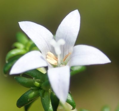 Wahlenbergia thunbergii, photographed by Nicola van Berkel