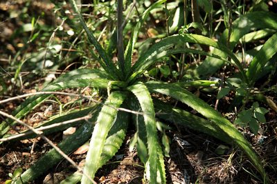 Aloe branddraaiensis, photographed by Wynand Uys