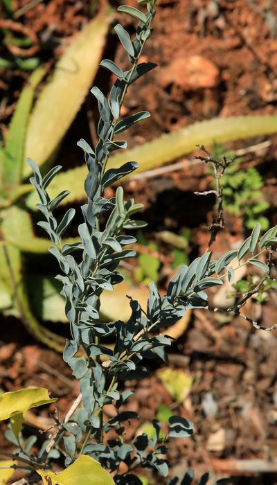 Maerua edulis, photographed by Wynand Uys