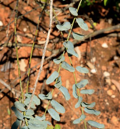 Maerua edulis, photographed by Wynand Uys