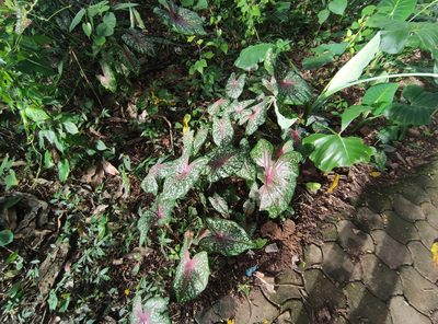 Caladium bicolor, photographed by Vis M