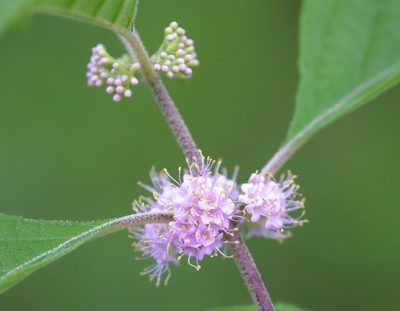 Callicarpa americana