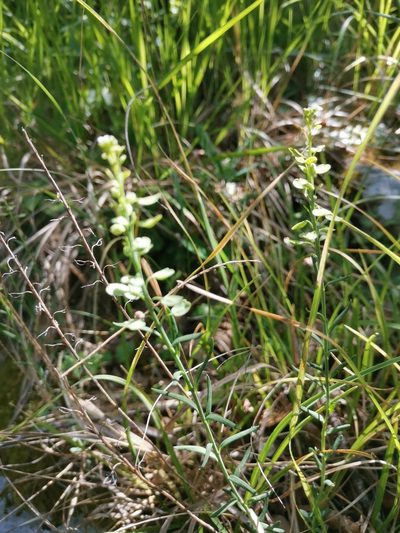 Aethionema saxatile, photographed by Ljaž
