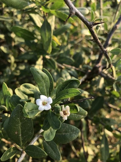 Lycium shawii, photographed by rosshawkins