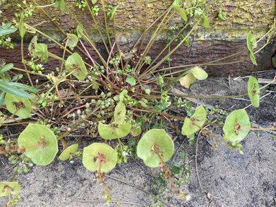 Claytonia perfoliata, photographed by kjf