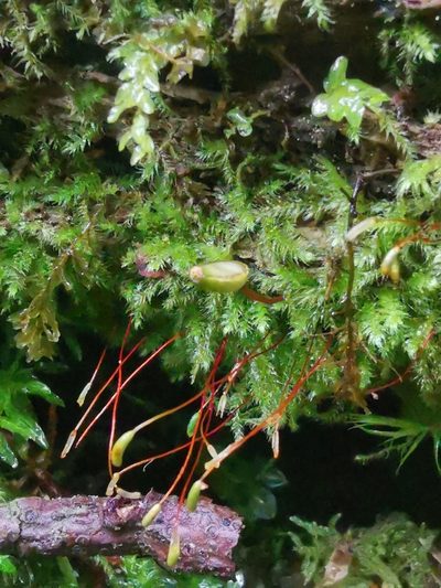 Buxbaumia viridis, photographed by CorentinD