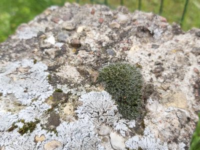 Grimmia pulvinata, photographed by Tomas Pocius