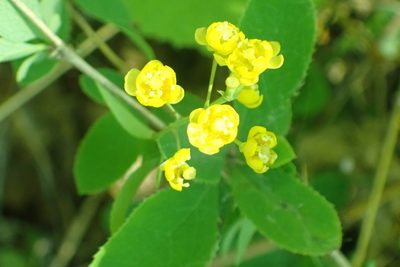 Berberis vulgaris, photographed by Pavel Borodin