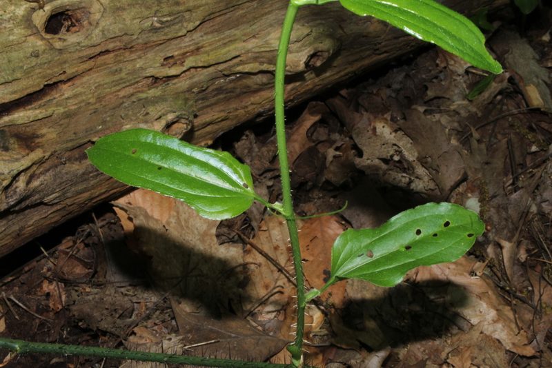 Smilax tamnoides, photographed by Sarah Culliton