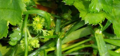 Alchemilla filicaulis, photographed by Георгий Виноградов (Georgy Vinogradov)