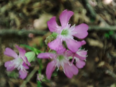 Viscaria vulgaris, photographed by xulescu_g