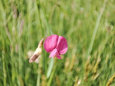 Lathyrus nissolia, photographed by xulescu_g