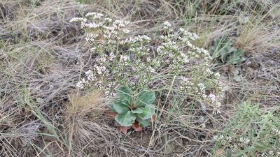 Goniolimon speciosum, photographed by Svyatoslav Knyazev