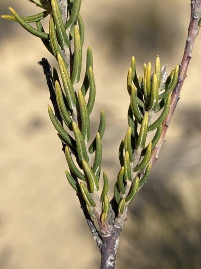 Phylica odorata, photographed by Dave U