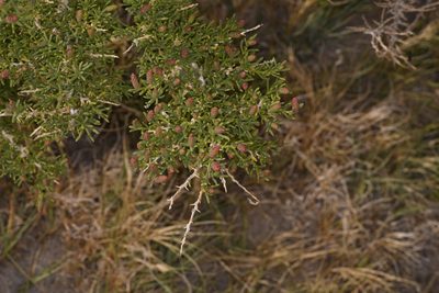 Sarcobatus vermiculatus, photographed by Trevor Van Loon