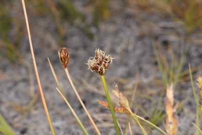 Amphiscirpus nevadensis