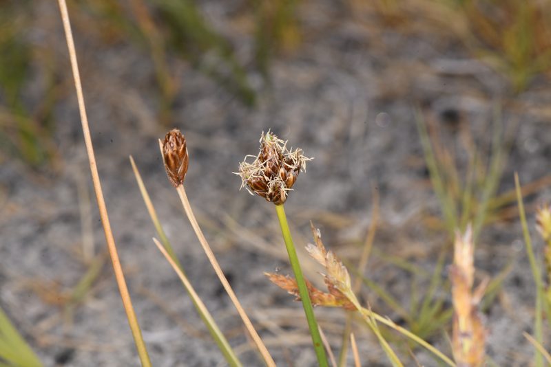 Amphiscirpus nevadensis, photographed by Trevor Van Loon