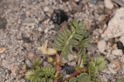 Astragalus monoensis, photographed by Trevor Van Loon