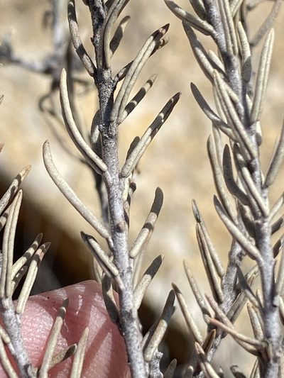 Phylica odorata, photographed by Dave U