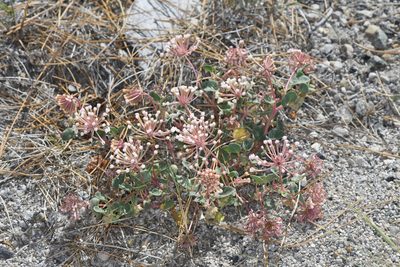Abronia turbinata