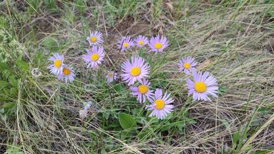 Aster alpinus, photographed by Svyatoslav Knyazev