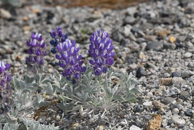 Lupinus duranii, photographed by Trevor Van Loon