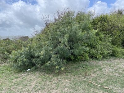 Neltuma glandulosa, photographed by CK2AZ