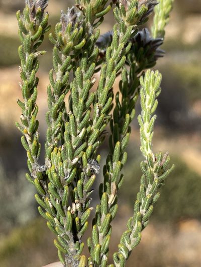 Phylica levynsiae, photographed by Dave U