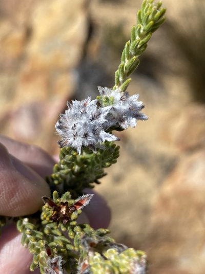 Phylica levynsiae, photographed by Dave U