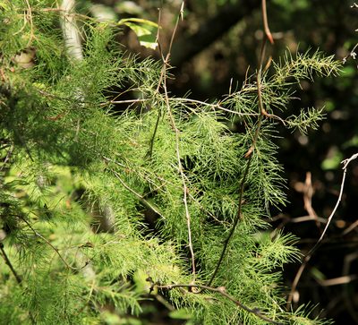 Asparagus buchananii
