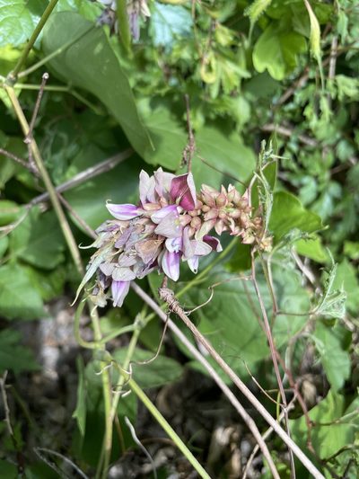 Lackeya multiflora, photographed by evangrimes