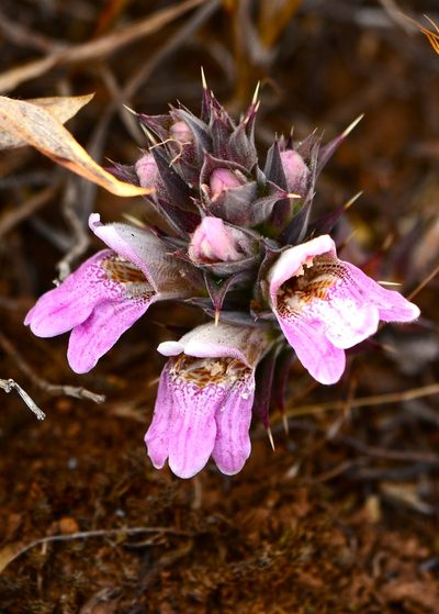 Lepidagathis mahakassapae, photographed by S.MORE