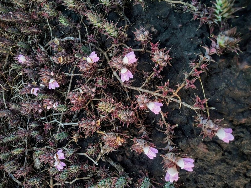 Lepidagathis mahakassapae, photographed by S.MORE