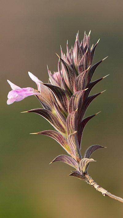 Lepidagathis mahakassapae, photographed by S.MORE