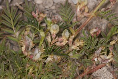Astragalus lemmonii, photographed by Trevor Van Loon