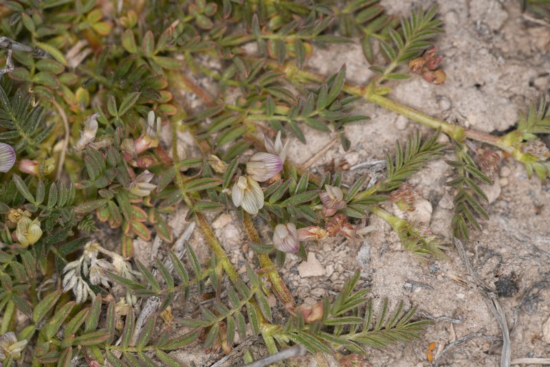 Astragalus lemmonii, photographed by Trevor Van Loon