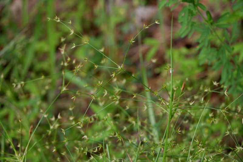 Juncus diffusissimus, photographed by Bonnie Semmling