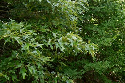Quercus falcata, photographed by Bonnie Semmling