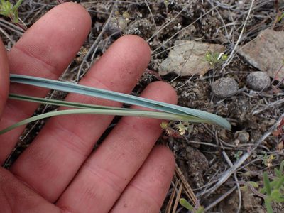 Calochortus macrocarpus, photographed by Shane Johnson