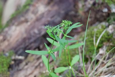 Houstonia longifolia, photographed by Bonnie Semmling