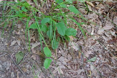 Bignonia capreolata, photographed by Bonnie Semmling