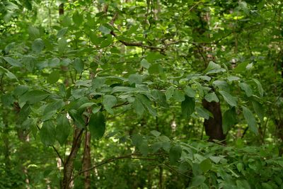 Cornus florida, photographed by Bonnie Semmling