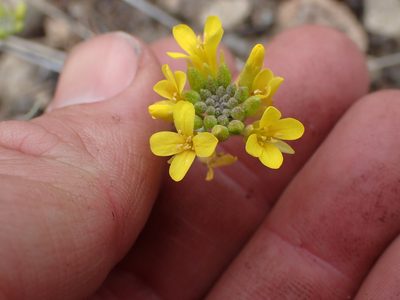 Physaria douglasii, photographed by Shane Johnson