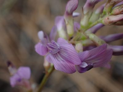 Astragalus miser, photographed by Shane Johnson