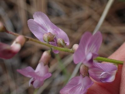 Astragalus miser, photographed by Shane Johnson