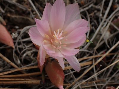 Lewisia rediviva, photographed by Shane Johnson