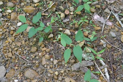 Aristolochia serpentaria, photographed by Bonnie Semmling